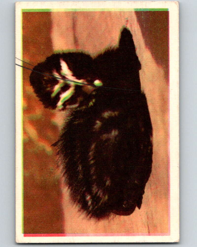 1950 Colorgraphic Birds #39 Pied-Billed Grebe V78605 Image 1