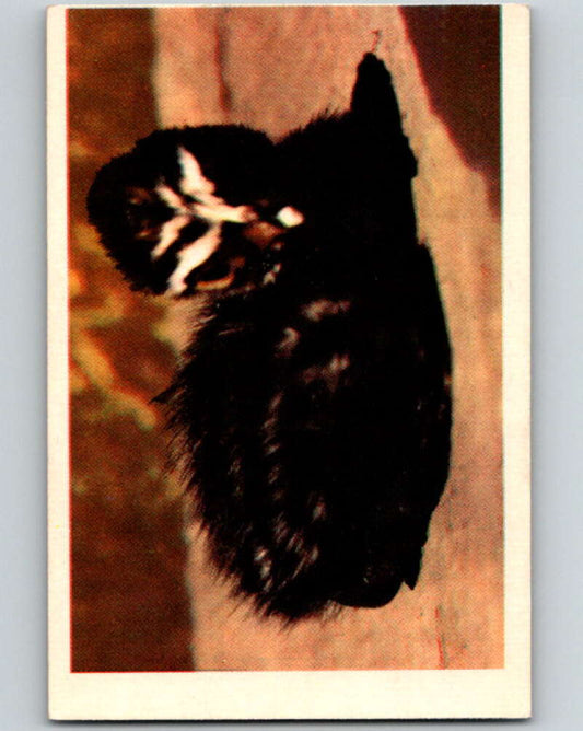 1950 Colorgraphic Birds #39 Pied-Billed Grebe  V78606 Image 1