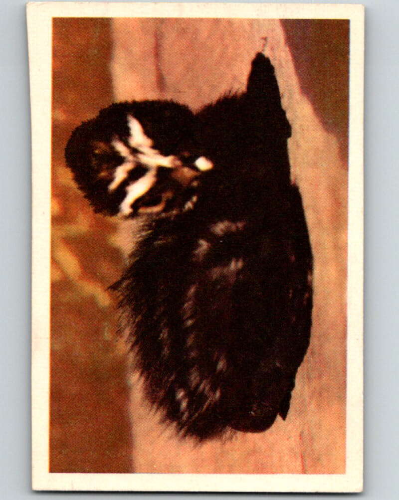 1950 Colorgraphic Birds #39 Pied-Billed Grebe V78607 Image 1