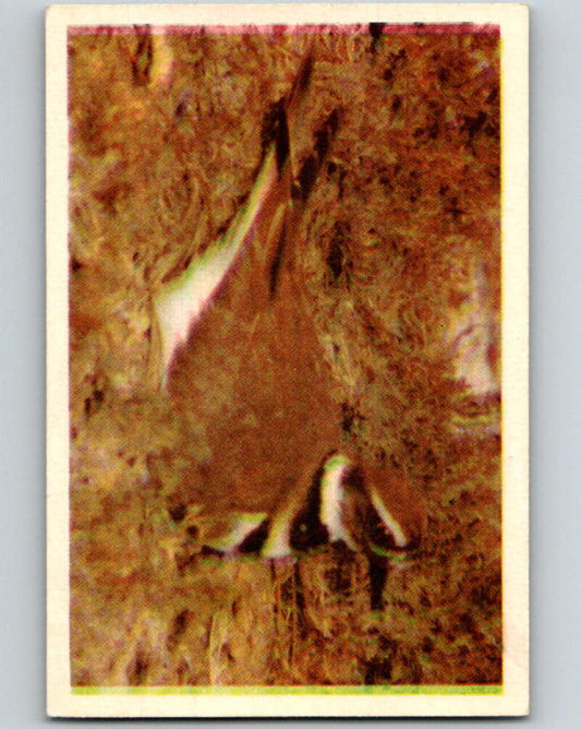 1950 Colorgraphic Birds #40 Killdeer  V78609 Image 1