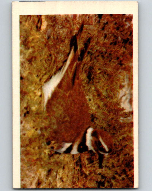 1950 Colorgraphic Birds #40 Killdeer  V78610 Image 1