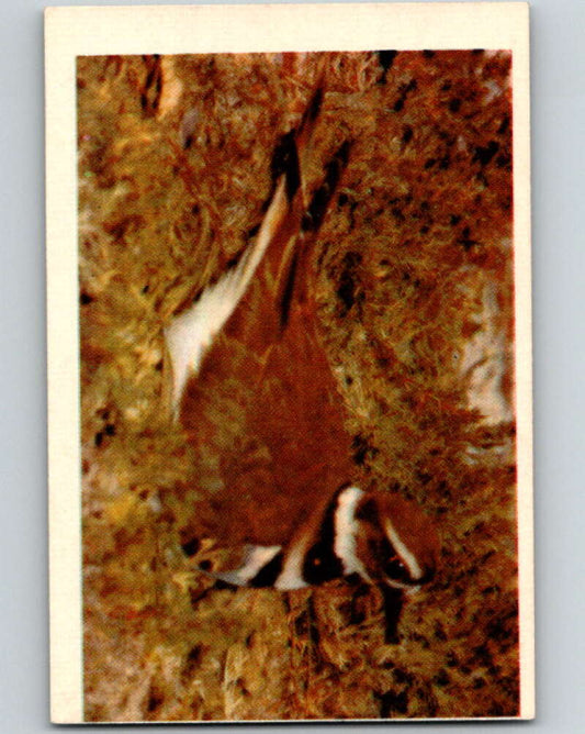 1950 Colorgraphic Birds #40 Killdeer  V78612 Image 1