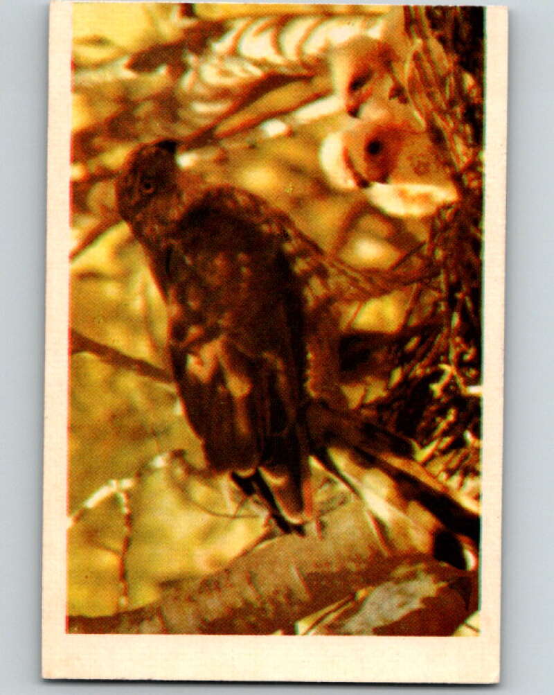 1950 Colorgraphic Birds #41 Cooper's Hawk V78613 Image 1
