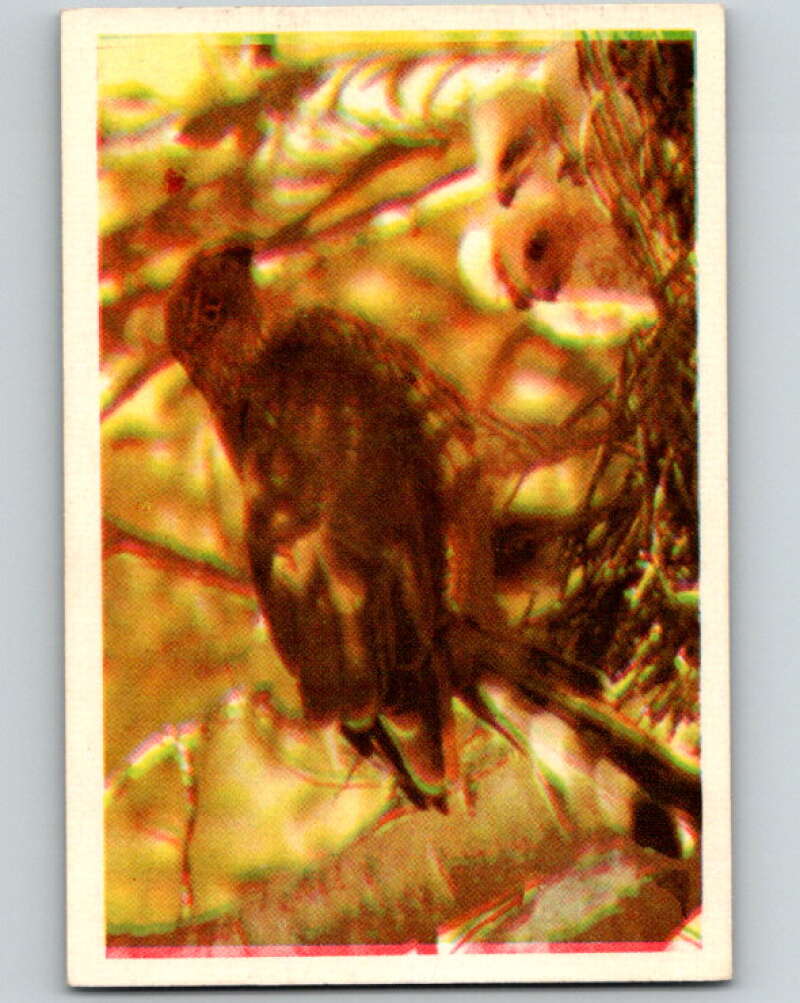 1950 Colorgraphic Birds #41 Cooper's Hawk V78614 Image 1
