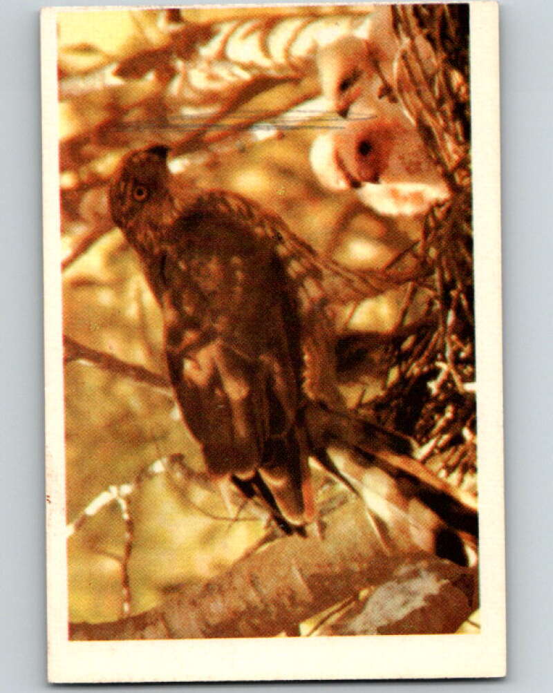 1950 Colorgraphic Birds #41 Cooper's Hawk V78615 Image 1