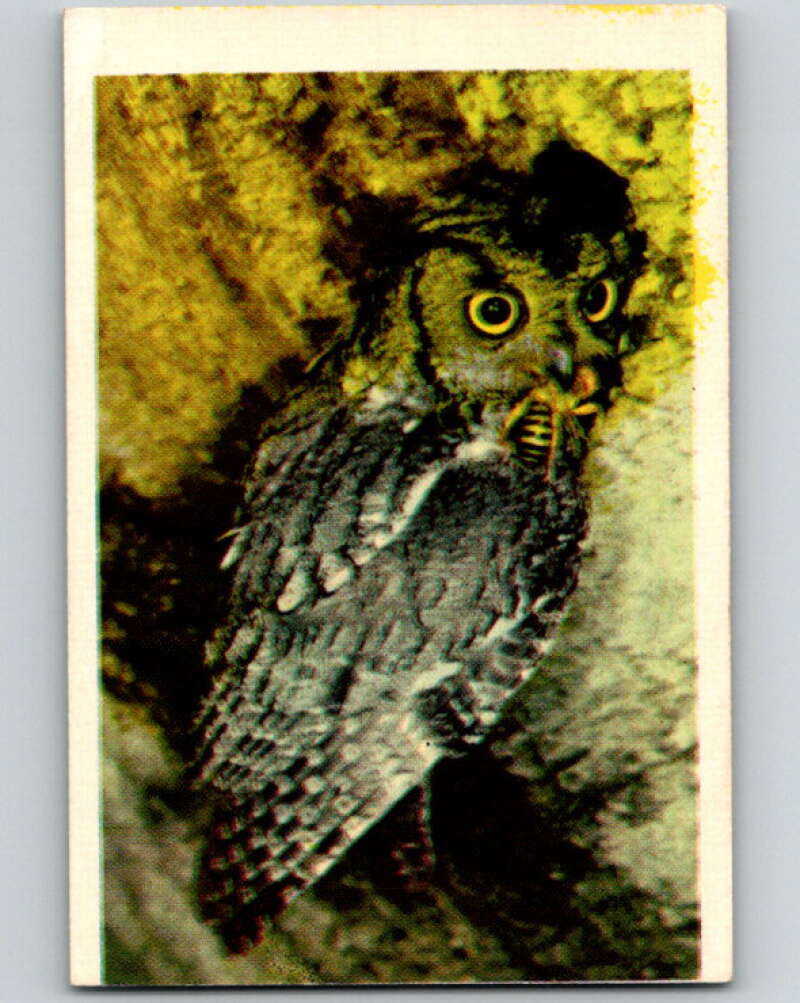 1950 Colorgraphic Birds #42 Screetch Owl V78617 Image 1