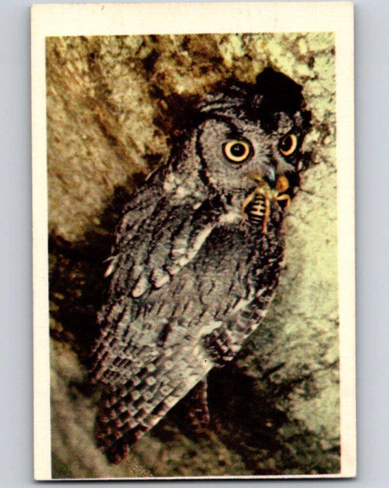 1950 Colorgraphic Birds #42 Screetch Owl V78618 Image 1