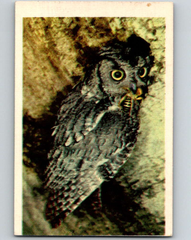 1950 Colorgraphic Birds #42 Screetch Owl V78619 Image 1