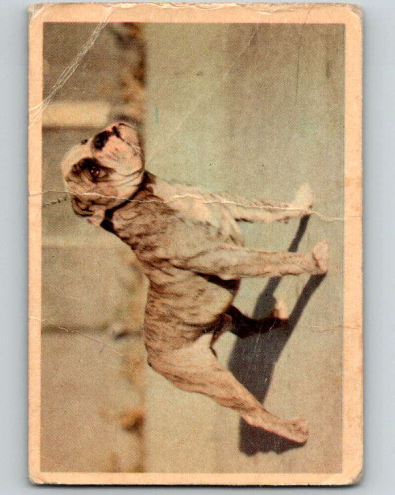 1950 Colorgraphic Dogs #9 Bulldog V78620 Image 1