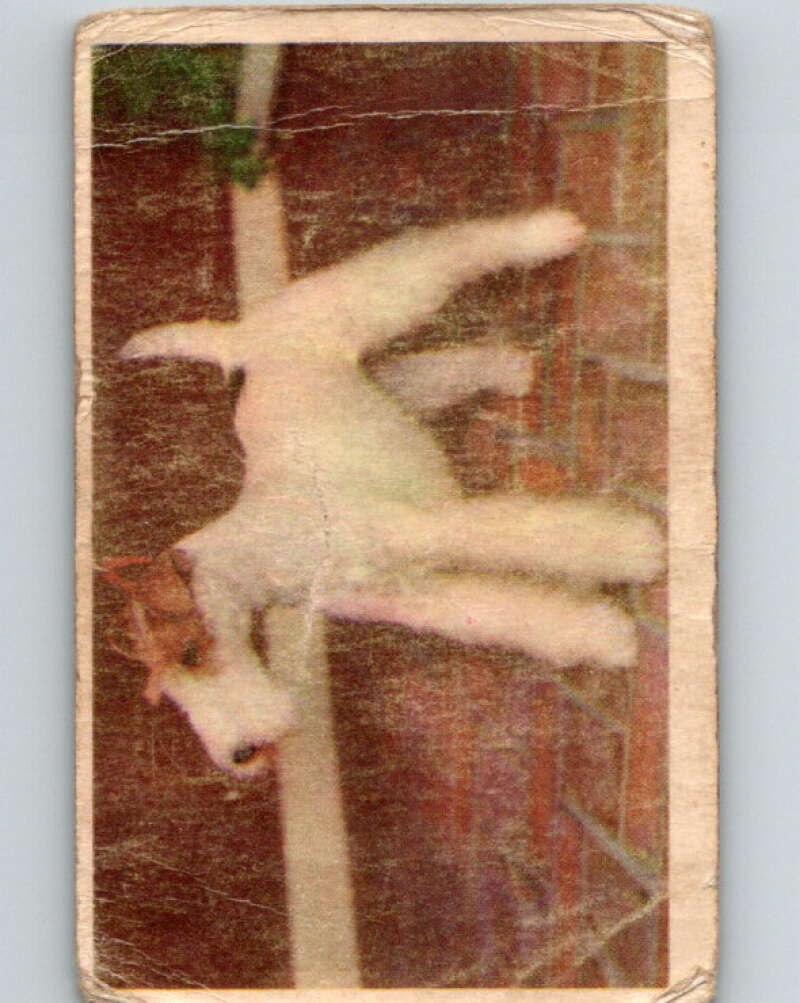 1959 Sicle Dogs #7 Fox Terrier V78622 Image 1