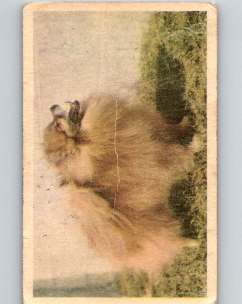 1959 Sicle Dogs #21 Pomeranian V78625 Image 1