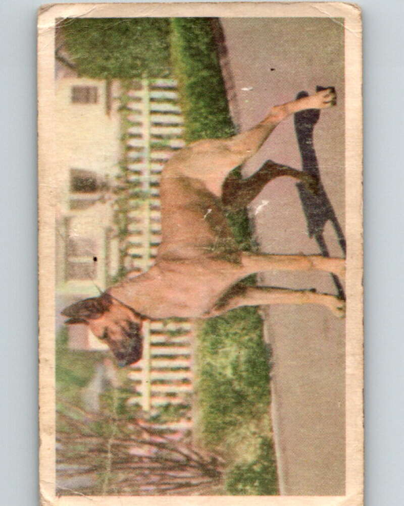 1959 Sicle Dogs #24 Great Dane V78626 Image 1