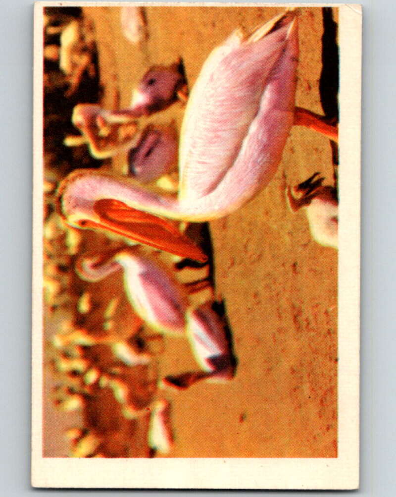 1950 Colorgraphic Birds #27 White Pelican  V78578 Image 1