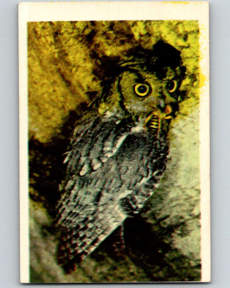1950 Colorgraphic Birds #42 Screetch Owl  V78617 Image 1