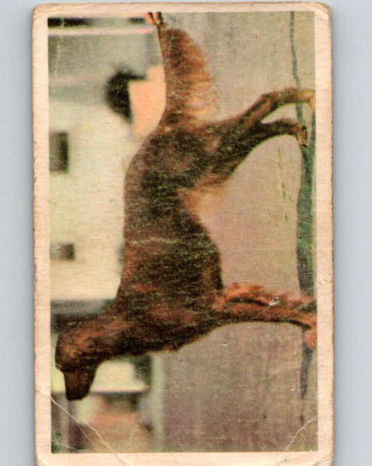 1959 Sicle Dogs #4 Irish Setter  V78621 Image 1