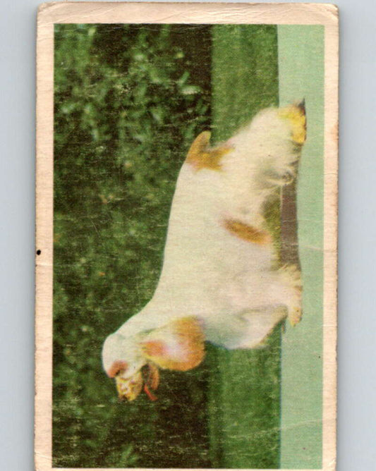 1959 Sicle Dogs #12 Cocker Spaniel  V78623 Image 1