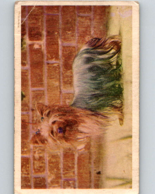 1959 Sicle Dogs #20 Yorkshire Terrier  V78624 Image 1