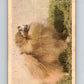 1959 Sicle Dogs #21 Pomeranian  V78625 Image 1